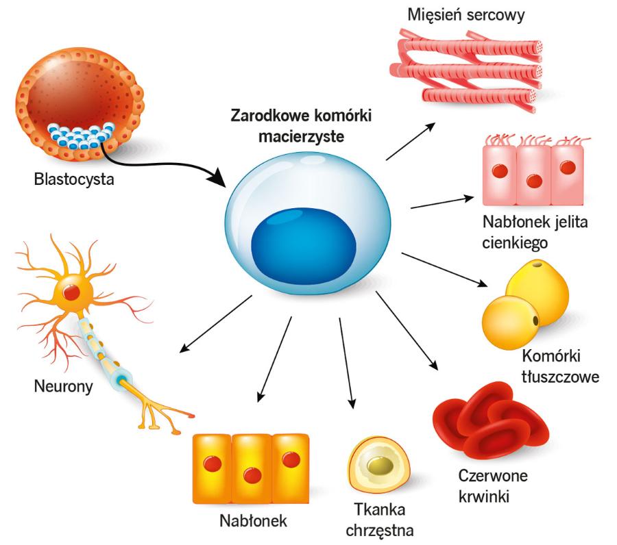 Komórki macierzyste można pozyskać z węzła zarodkowego (grudka komórek wewnątrz blastocysty). Mają one zdolność przekształcania się w dowolną tkankę w organizmie.
