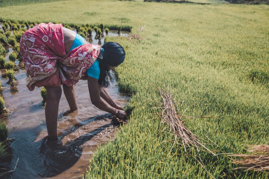 Odtworzenie bioróżnorodności ryżu wymaga wysiewania, doglądania i zbierania ponad 1000 odmian. Sceny z życia gospodarstwa Basudha pokazują pracownicę gospodarstwa przenoszącą małe roślinki na zalane pole...