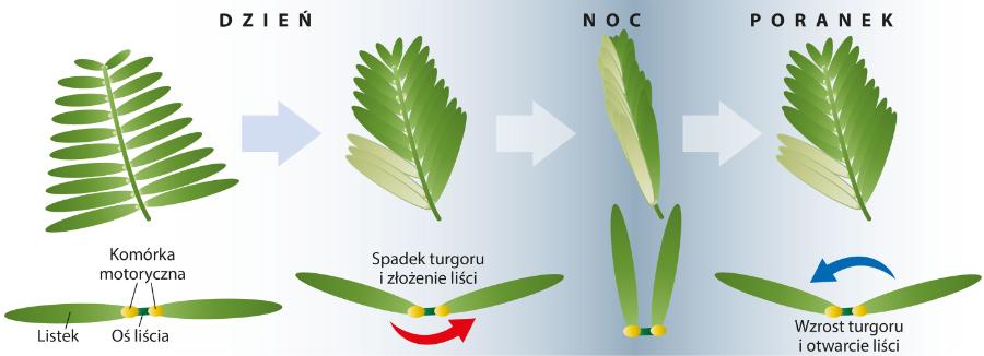 Ruchy liści mimozy zależą od turgoru (nawodnienia) komórek motorycznych. Turgor spada w nocy.