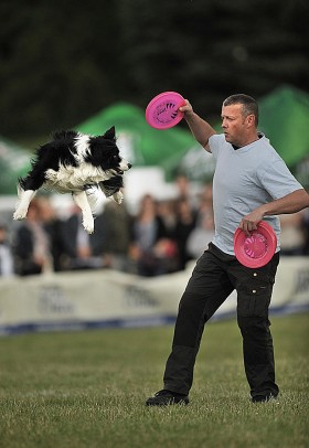 W czasie pokazów typu „freestyle” właściciele czworonogów rozgrzewają swoich czempionów za pomocą prostych sztuczek.