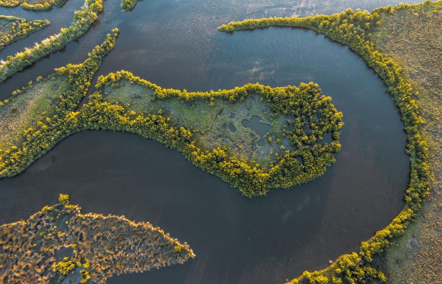 Namorzyny tworzą coraz gęstsze zarośla wokół słonych mokradeł – na zdjęciu brzegi Bulow Creek, około 150 km na południe od granicy Florydy i Georgii.