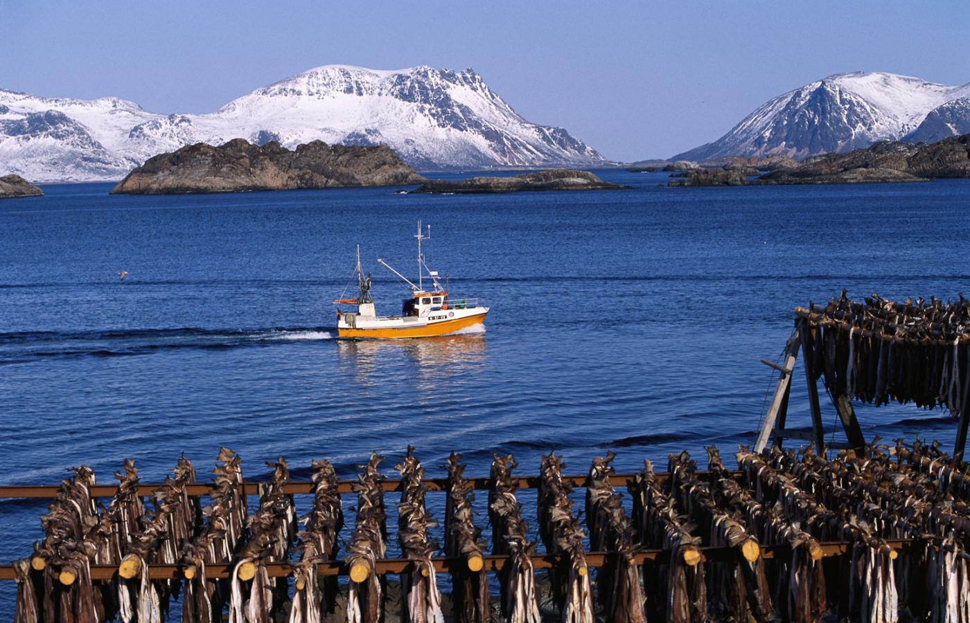 Norwegowie chcą się uwolnić od okresowych wahań w pogłowiu i rozwijają hodowlę dorsza w podobny sposób jak łososia.