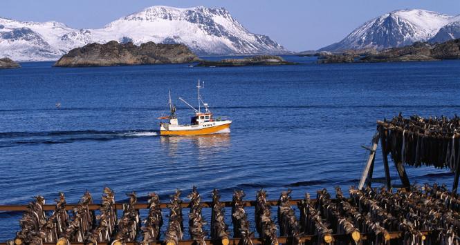 Norwegowie chcą się uwolnić od okresowych wahań w pogłowiu i rozwijają hodowlę dorsza w podobny sposób jak łososia.