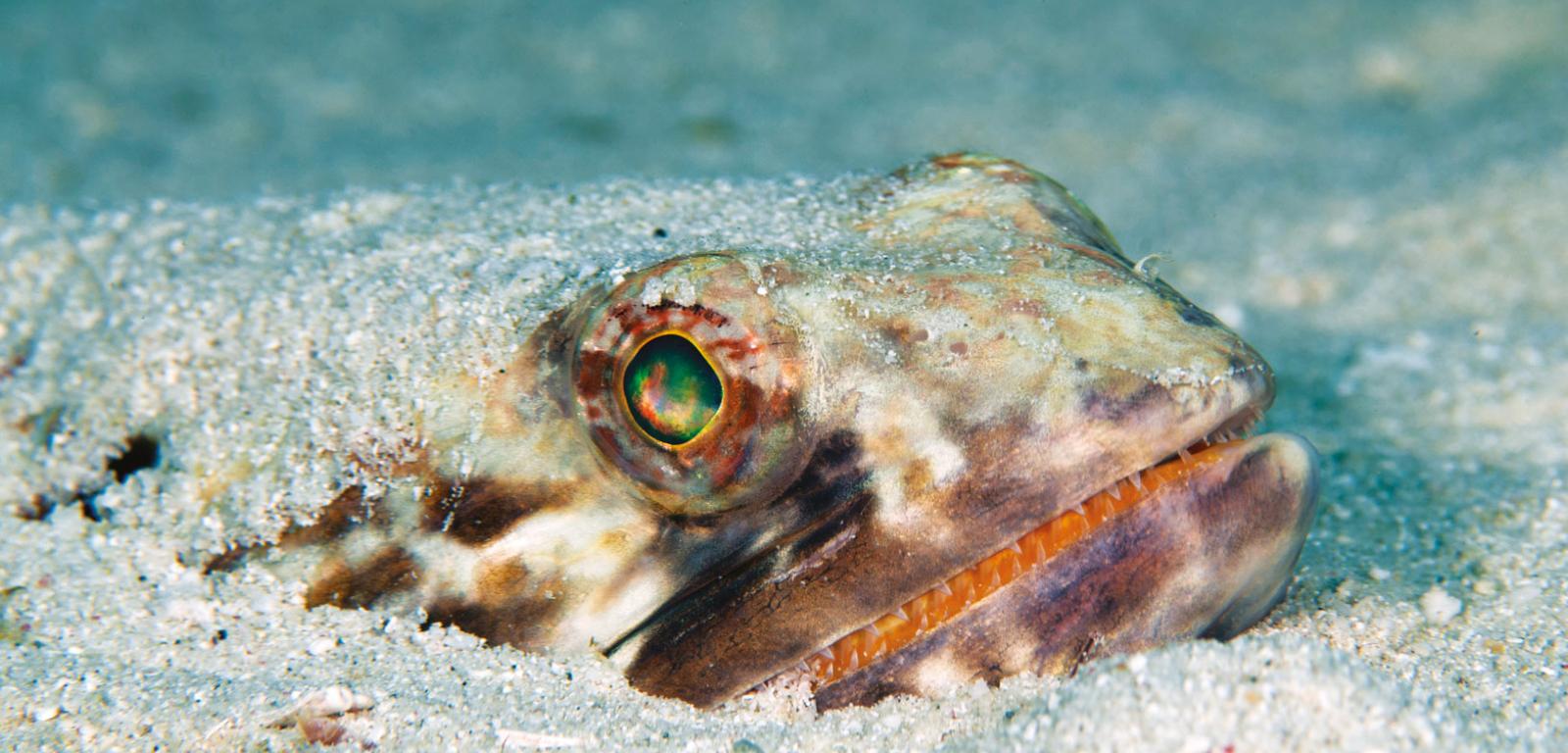 Współczesna ryba zamieszkująca dno głębin oceanicznych (Synodus intermedius).