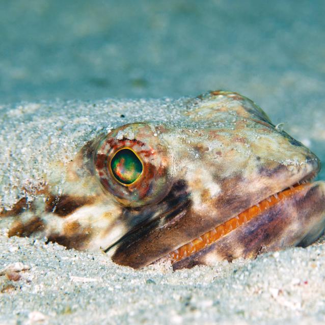 Współczesna ryba zamieszkująca dno głębin oceanicznych (Synodus intermedius).
