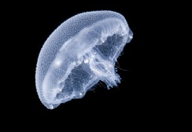 Meduza księżycowa. Uczeni zaobserwowali, że parzydełkowce są równie dobrymi myśliwymi jak drapieżne ryby. W tych partiach mórz i oceanów, gdzie populacje dużych ryb drapieżnych zmniejszyły się, to właśnie meduzy stają się głównymi myśliwymi.