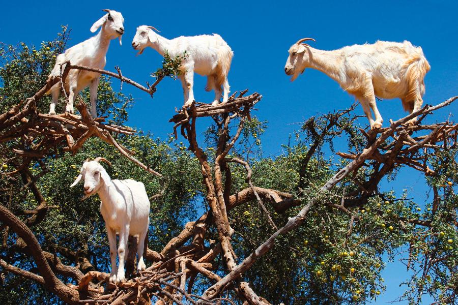 W Maroku kozy chętnie wspinają się na drzewa arganowe, których owoce są dla nich prawdziwym przysmakiem.