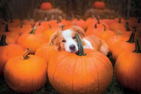 Border collie Lucky podczas sesji halloweenowej