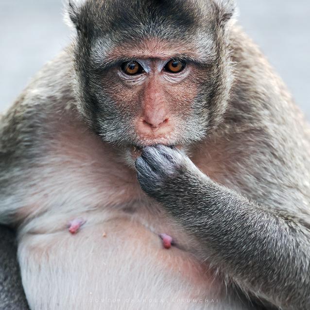 Pulsar - wyjątkowy portal naukowy.