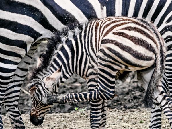 Przez pierwszy miesiąc matka uczy młode radzić sobie w życiu, zanim będzie mogło dołączyć do stada.