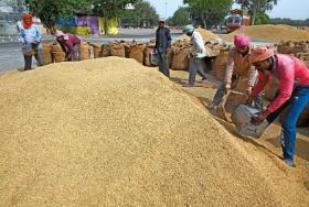 Targ zbożowy w New Delhi – wiele krajów azjatyckich i afrykańskich jest uzależnionych od dostaw z Ukrainy.