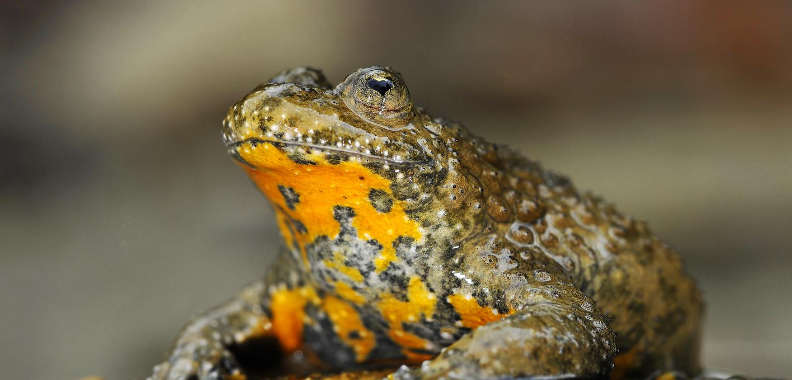 Płazy i żaby - czy toksyna je chroni?