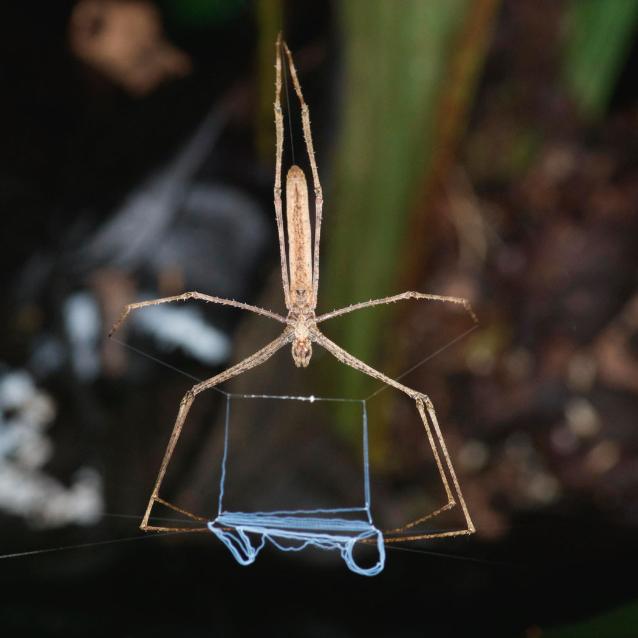 Deinopis spinosa przędzie sieć, którą zarzuca na ofiarę.