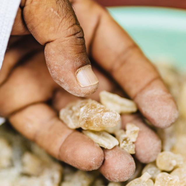 Żywica drzewa z rodzaju Boswellia jest w cenie od 5 tys. lat. Jakość kadzidła zależy m.in. od momentu zbioru.