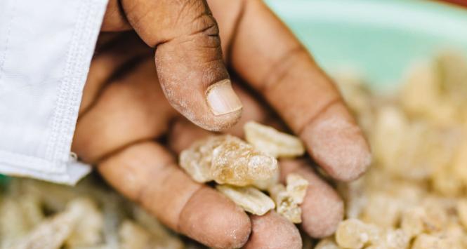 Żywica drzewa z rodzaju Boswellia jest w cenie od 5 tys. lat. Jakość kadzidła zależy m.in. od momentu zbioru.