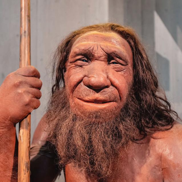Woskowa figura neandertalczyka z Neanderthal Museum w Mettmann w Niemczech.