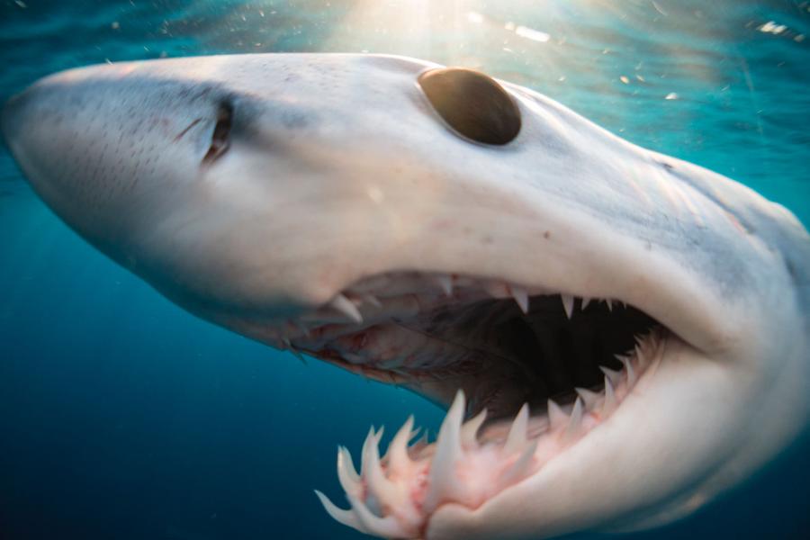 U rekinów stare zęby zastępowane są nowymi.
