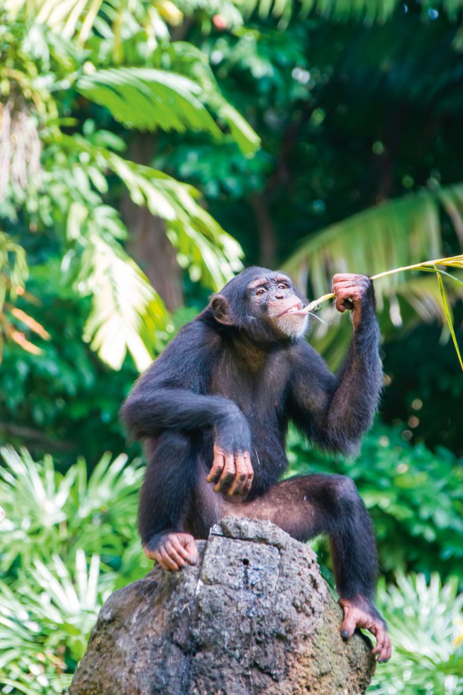 Wydłubywanie pożywienia z dziury w kamieniu. Szympansy korzystają jeszcze np. z kamiennych i drewnianych narzędzi do rozdrabniania twardych owoców.