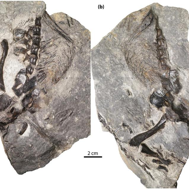 Maddin i in., Nature Ecology & Evolution, 2019