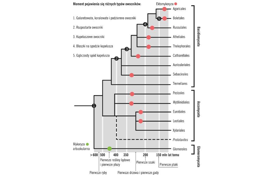 Drzewo filogenetyczne przedstawiające przybliżony czas wyodrębnienia się grup taksonomicznych grzybów.