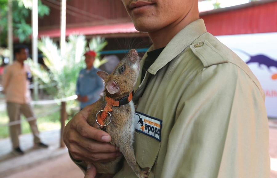 HeroRat to ­kambodżański ­projekt wykry­wania min, w którym wykorzystuje się szczury. Gryzonie giną, gdy zaczynają się do nich dokopywać.