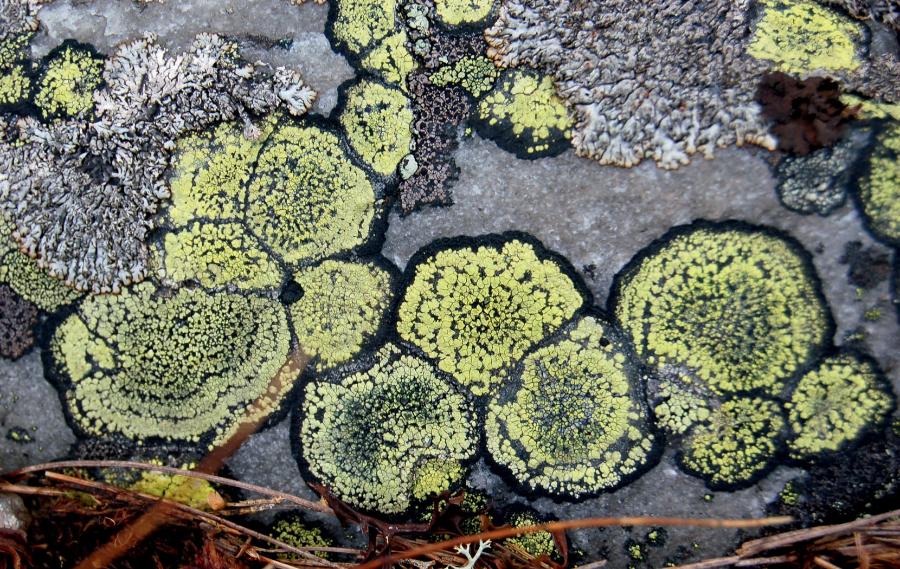 Porost wzorzec geograficzny jest odporny na najbardziej ekstremalne warunki środowiska.