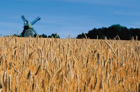 Czym zastąpić nasz chleb powszedni? Komosą ryżową, ryżem? Kaszą jaglaną?