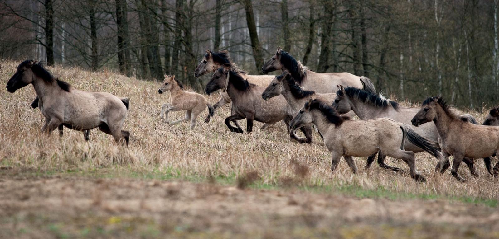 W dobrze funkcjonującym ­tabunie dzikich biebrzańskich ­mustangów ­obowiązuje ścisła hierarchia. Jeżeli jest przestrzegana, to każdy koń bez ­względu na wiek może czuć się tu ­wolny, bezpieczny i szczęśliwy.
