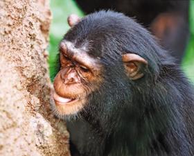 Szympansy, gdy cierpią na rostrój żołądka, połykają ziemię z kopca termitów.