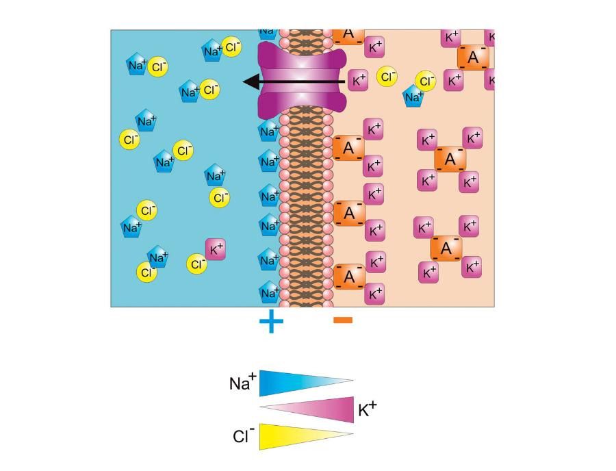 Pomiędzy wnętrzem komórki a otaczającym środowiskiem istnieje różnica w składzie jonów. Jest to możliwe dzięki obecności błony komórkowej.