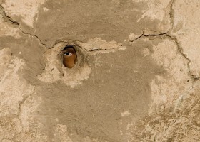 Wraz z postępem czeka Masajów nieunikniona rewolucja obyczajowa.