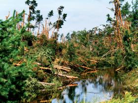 Wiatrołomy nad Brdą