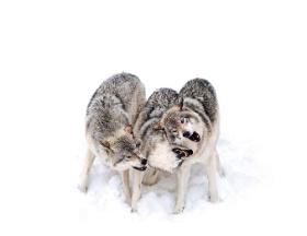 Wilki są bardziej niż psy skore do współpracy i chętniej dzielą się pokarmem z członkami własnej rodziny.