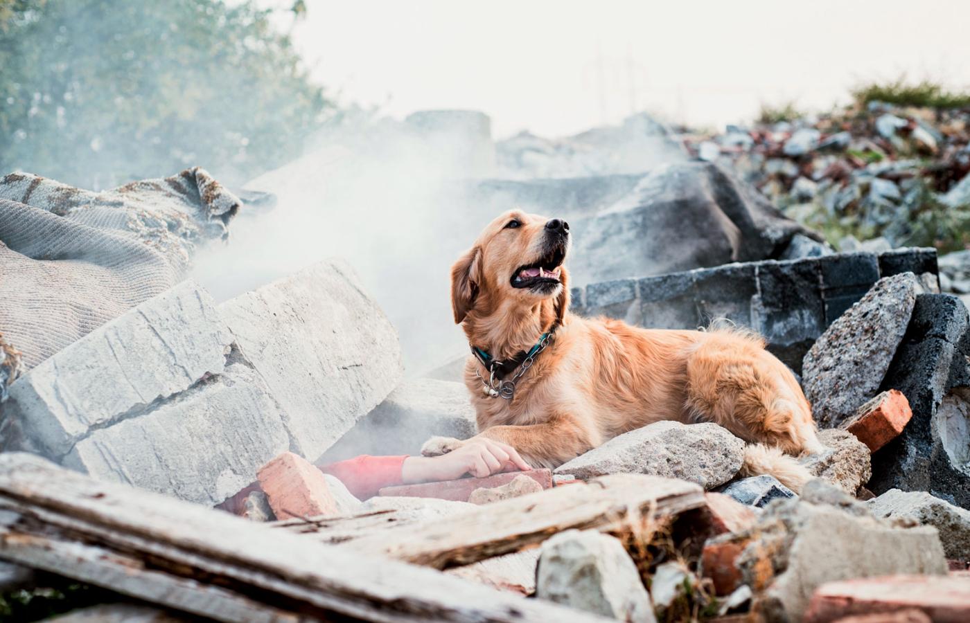 Zazwyczaj nim do akcji wkroczy pies, ratownicy są wycofywani z gruzowiska. Żeby psu nie pomyliły się zapachy.