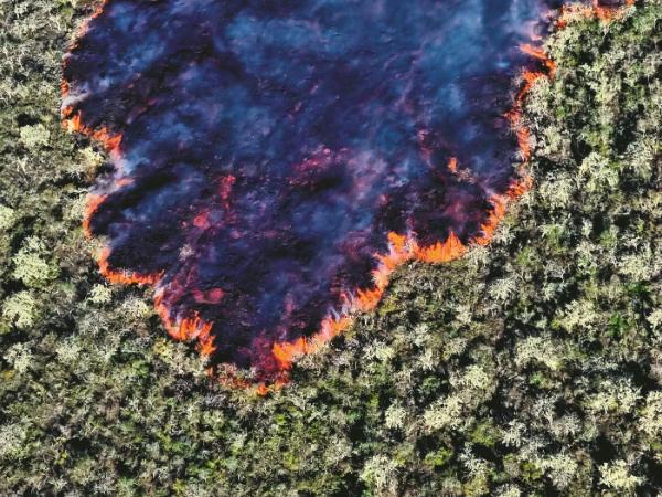 Wśród roślinności pokrywającej część stożka zamieszkuje jedyny w swoim rodzaju gatunek dużej jaszczurki Conolophus marthae, opisany dopiero w 2009 roku.