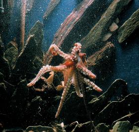 Homary i ośmiornice tez nadają się do jedzenia. A bez owoców morza w jadłospisie możemy skończyć jak neandertalczycy.