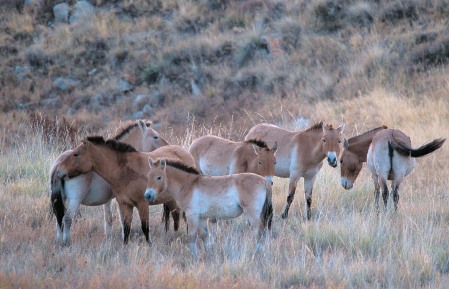 Wiemy już, że konie z Botai należały do gatunku dzikich koni Przewalskiego (Equus ferus przewalskii), na które polowano dla mięsa. Obecnie trwają prace nad ochroną tego zagrożonego gatunku.