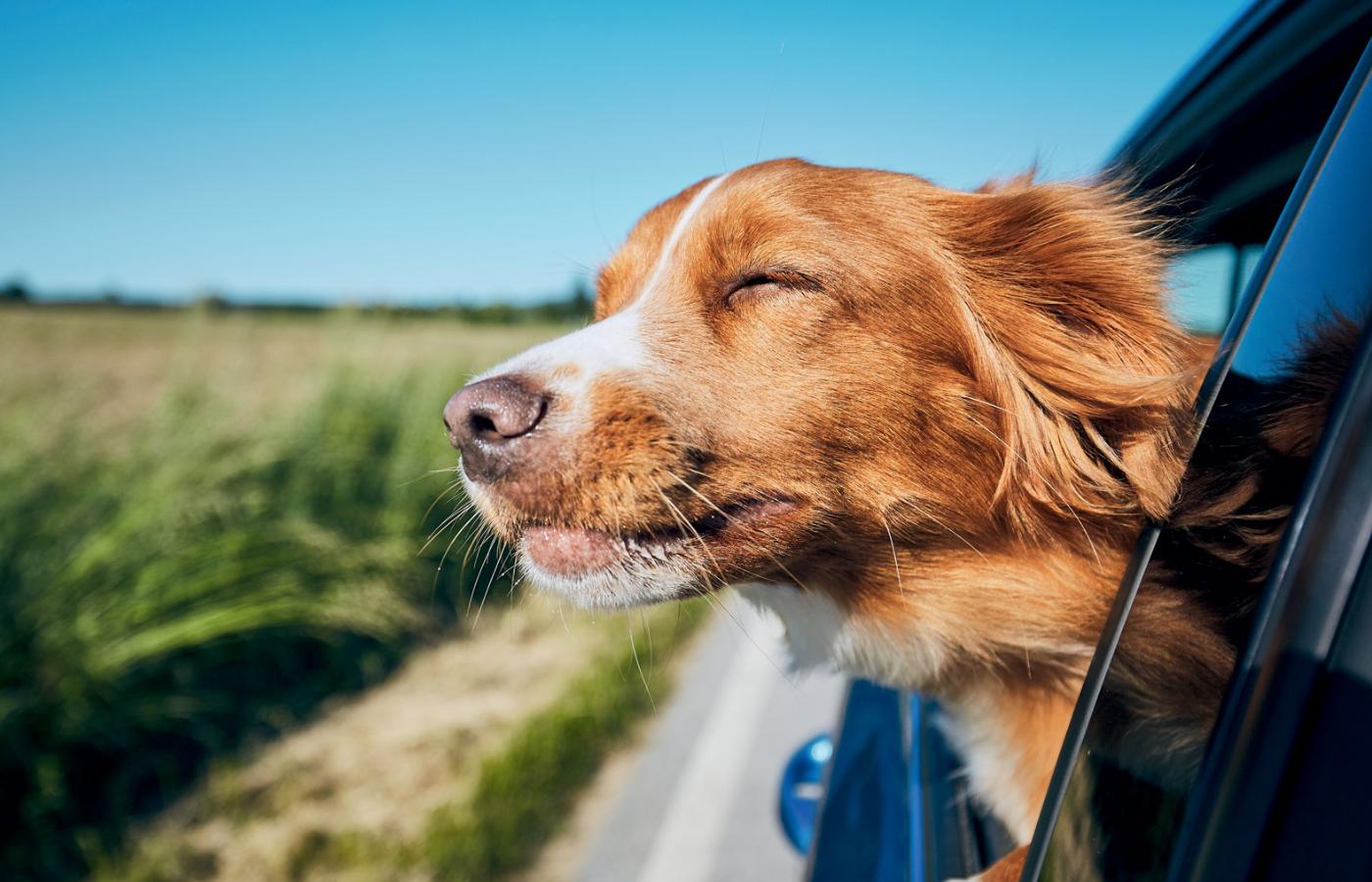 Niewskazane jest umieszczanie psa na przednim siedzeniu – poduszka powietrzna, która wybuchnie w czasie wypadku, nie jest dostosowana do gabarytów zwierzęcia i może wyrządzić mu poważną krzywdę.