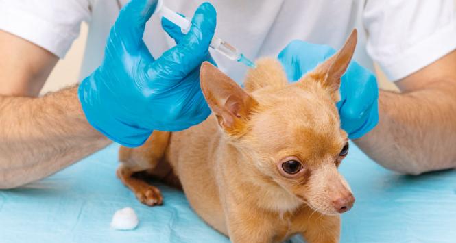 Nie ma potrzeby szczepienia psów na wściekliznę co roku.