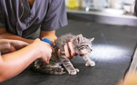 Lekarze weterynarii rzadko zgłaszają przypadki znęcania się, skrajnego zaniedbania czy zagłodzenia zwierzęcia przez opiekuna.