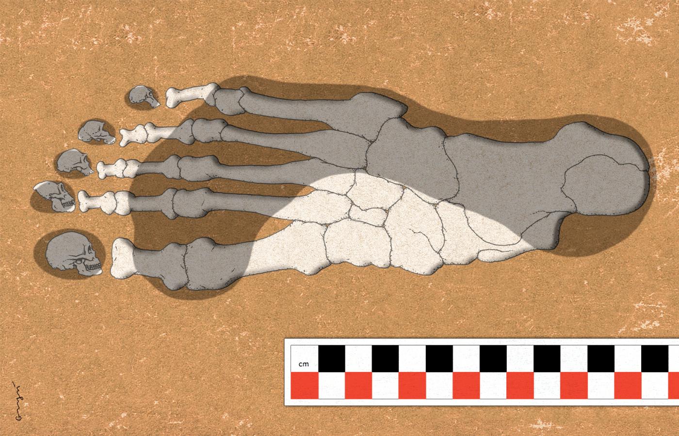 Ślady ludzkich stóp są natychmiast odróżnialne od małpich, bo mają cechy związane z bipedalizmem: pierwszy duży palec (paluch) skierowany do przodu, obecność dużej pięty i wysklepienie amortyzujące ciężar ciała.