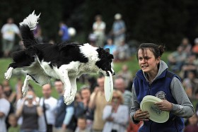 Najlepsi trenerzy psów podkreślają, że aby odnieść sukces w dogfrisbee konieczne jest traktowania psa jak partnera.