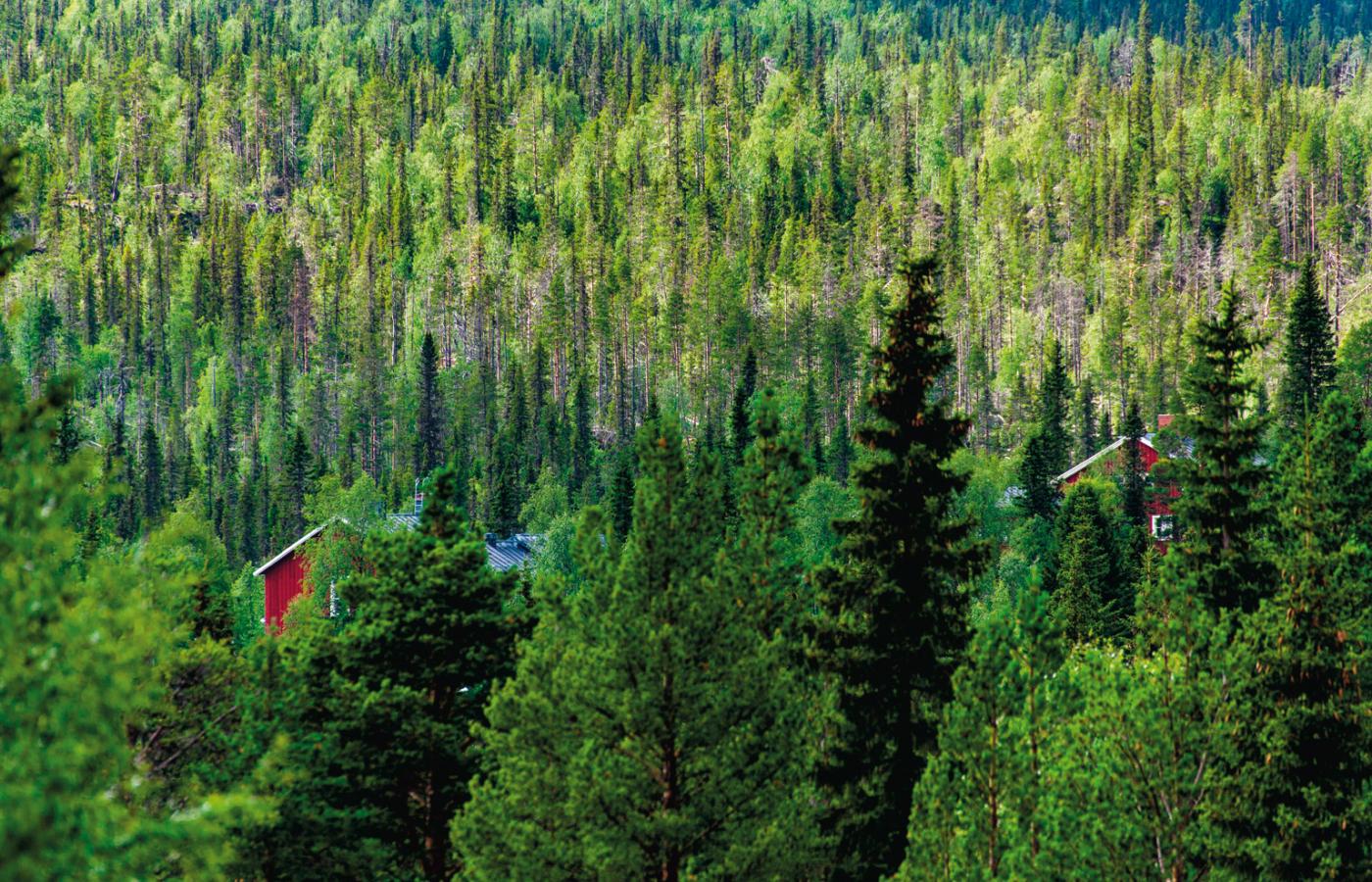 Domy mieszkańców Kvikkjokk skrywają się w skandynawskim lesie.