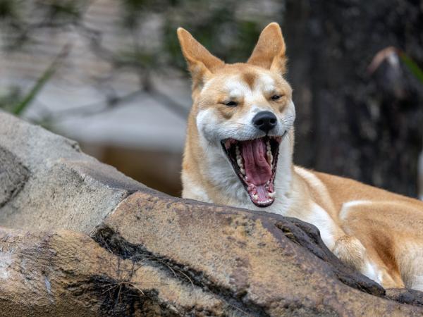 Grób dingo sprzed około tysiąca lat odkryto w australijskim Parku Narodowym Kinchega nad rzeką Darling.