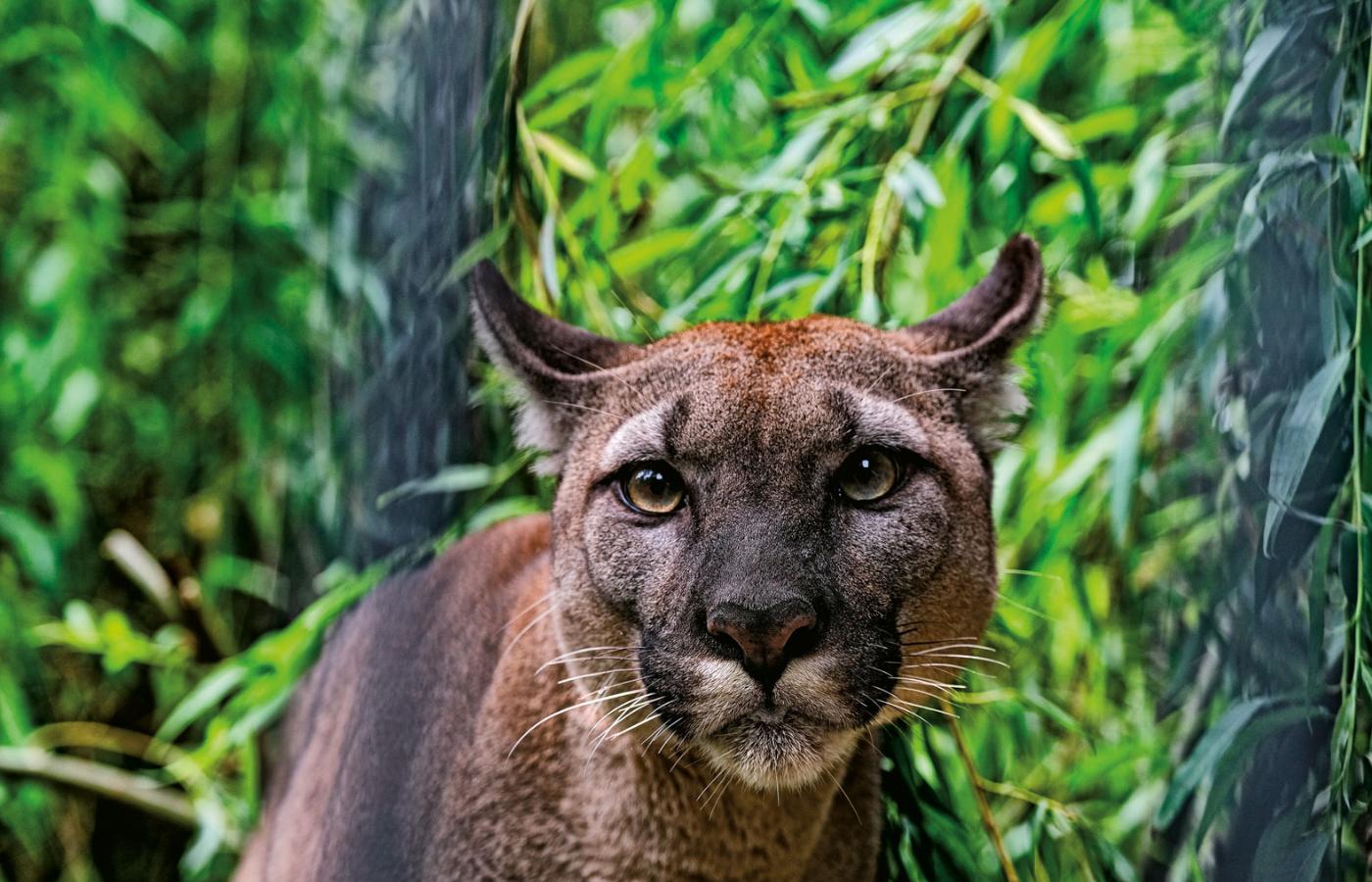 Puma Nubia po odebraniu właścicielowi.