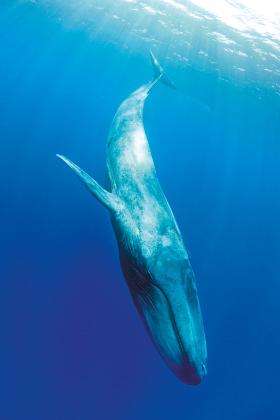 Płetwal błękitny w całej okazałości.