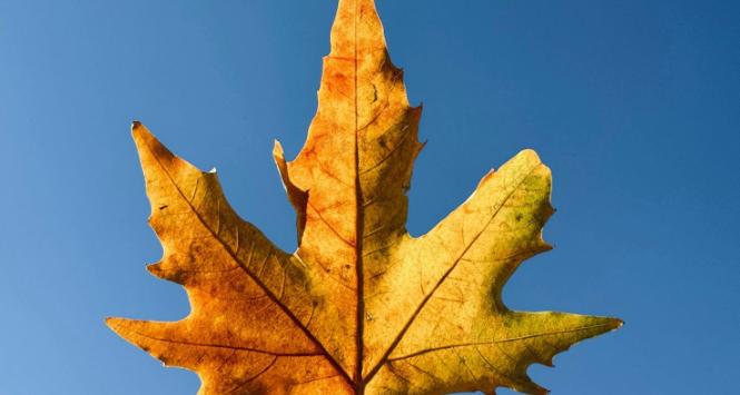 Meteorologiczna jesień zaczęła się z początkiem września i przywitała nas ciepłą aurą.