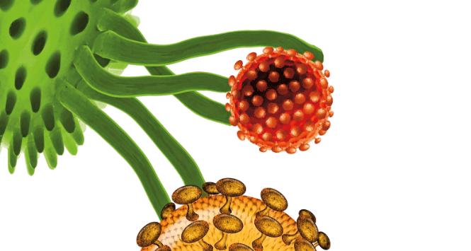 Makrofag, na ilustracji przedstawiony jako zielona komórka, ma zdolność pożerania wszelkich ciał obcych. Nie przebiera, szukając swojego łupu, i zjada wszystkie cząstki materii, w tym wirusy i bakterie.