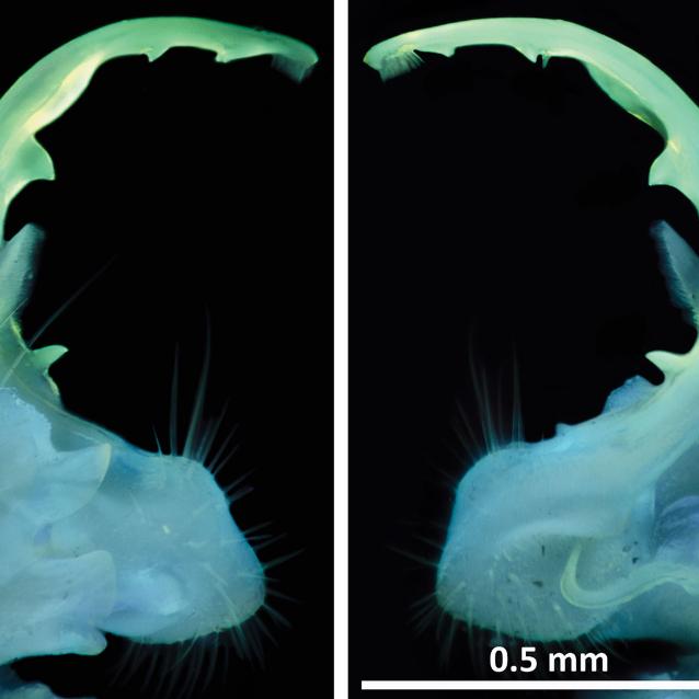 Genitalia krocionoga Pseudopolydesmus caddo jasno świecą w ultrafiolecie.