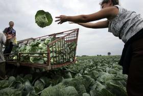 Ukraińscy pracownicy sezonowi podczas zbiorów kapusty w gospodarstwie rolnym na Mazowszu.